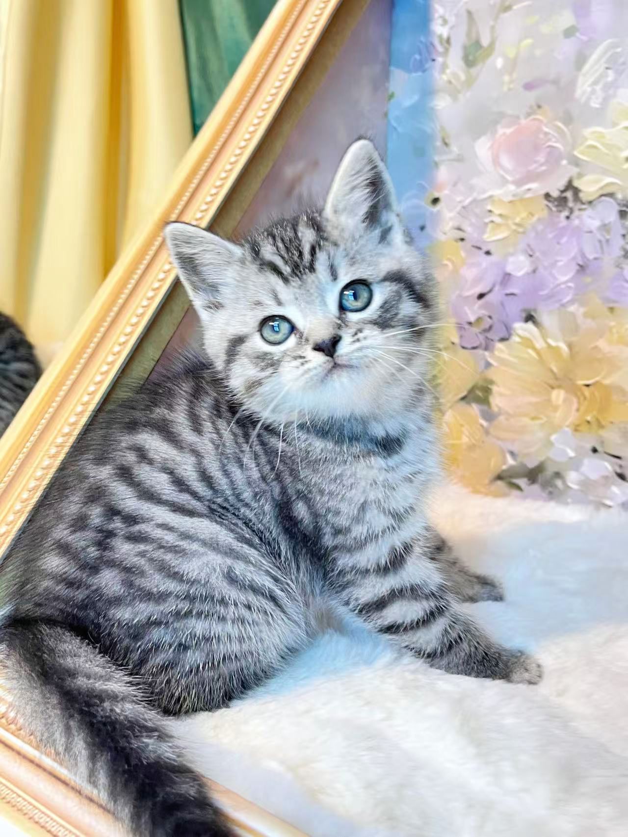 虎斑起司加白猫